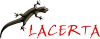 lacerta